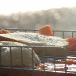Grillgut