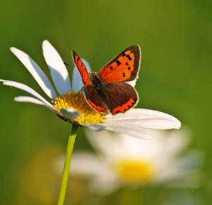 Schmetterling