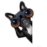 Hund hat den Überblick
