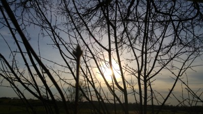 Sonnenuntergang durch den Baum betrachtet